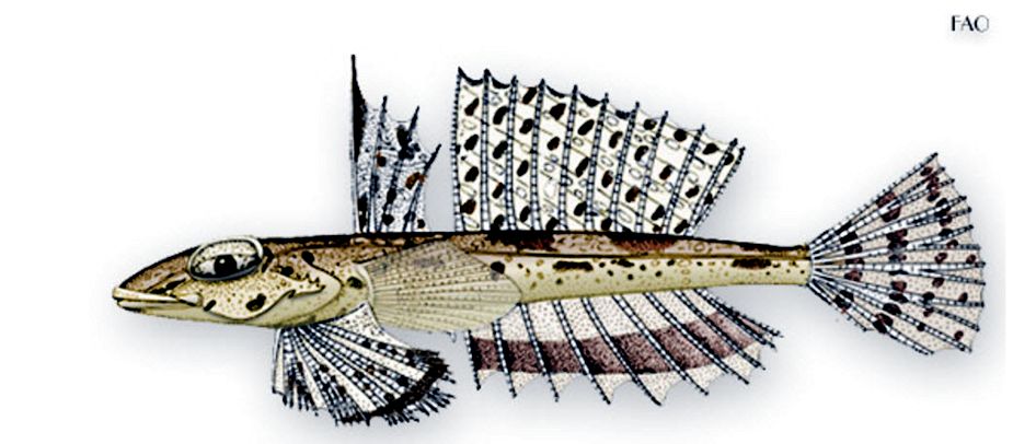 Callionymus fasciatus_0011